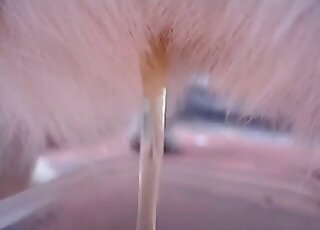 لعبة محرمة مع حيوان على وشك أن يمارس الجنس معه بسعادة