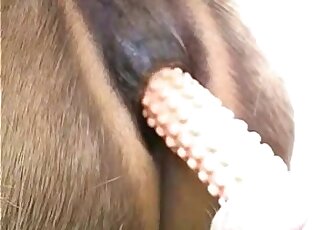 Sexy horse pussy is going to get fucked by a massive fake cock