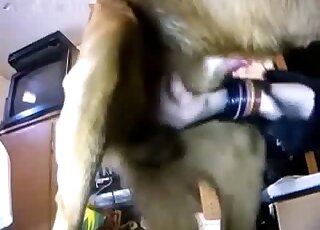 Slightly hairy babe with a large gut lets this dog eat her out