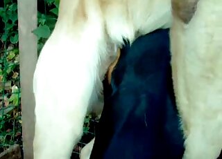 Zoophile getting fucked from behind by a very diligent brown dog