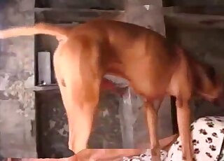 Shaved pussy lady is going to take red animal cock in her pussy