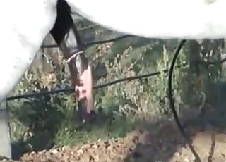 يتم عرض الديك العملاق للحصان الأبيض الساخن في مقطع فيديو ساخن