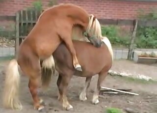 Brown horse fucks another horse after some arousing foreplay