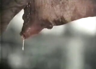 مشهد جنسي بين جمل وجمل مع مخلوقات شاذة حقًا تمارس الجنس