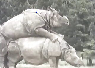 Two huge rhinos enjoying doggystyle fucking in the middle of nowhere