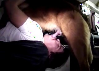 رجل يرتدي قميصًا أبيض يبتلع قضيب الحيوان رأسًا على عقب