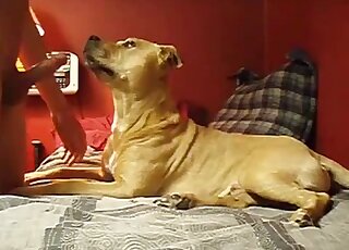 Guy shows off his cock before letting the animal suck on it here