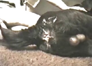 Guy uses his penis to terrorize a gay dog's tight asshole sideways