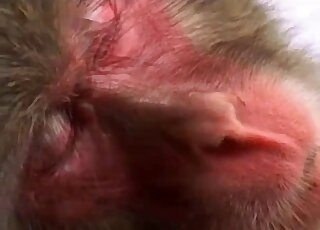 Ape fuck scene featuring monkeys that can fuck just about anywhere