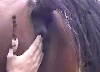 Brown horsey porn movie with a guy that really enjoys handjobs