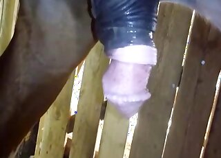 Awesome sex scene showing a horse cock deflating after a huge creampie