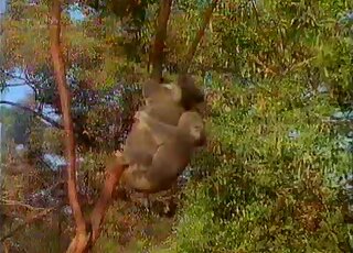 Two monkeys enjoying a passionate sex session while climbing