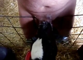 رجل ذو بطن كبير يظهر هذا الحيوان ساخنًا لامتصاص القضيب البشري