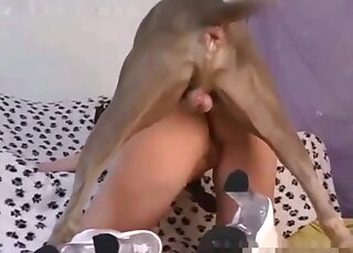 Brown dog with a hard penis fucks babe in white boots brutally