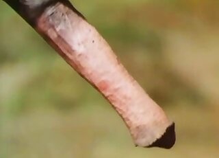 يتم إدخال قضيب الفحل الساخن في مهبل الفرس الرطب الحقيقي