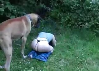 Zoophile in a sexy black thong prepares to fuck a dog outdoors