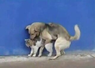 Sexy dog uses its massive penis to fuck a cat's pussy from behind