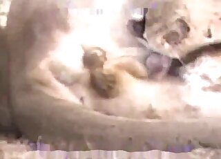 Closeup porn movie with a lazy lion that wants to lick its own dick