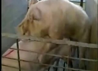 Compilation of animal fucking scenes with tigers and elephants