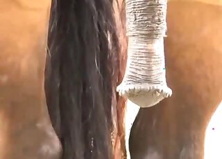 Oversized horse penis is being displayed by its proud owner here