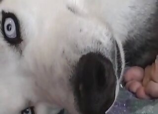 Stupid-looking animal makes out with a guy and licks his good cock