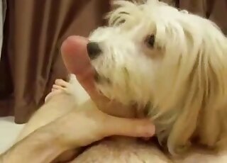 POV Maltese dog is offered master's huge cock for licking