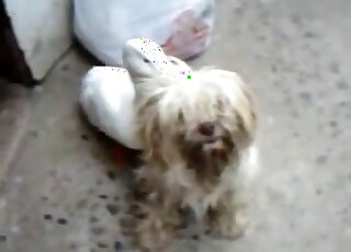 Domestic duck is horny and wants to bang a docile Maltese dog