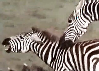Folks on a safari caught two horny Zebras fucking in the savanna