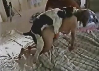 Homemade porn of a randy dog trying to bang a brunette cougar