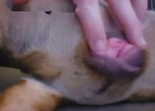 Close-up on female dog genitalia while it's getting gently rubbed