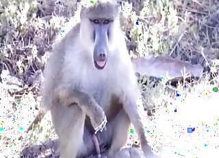 Lonely Baboon tries his warm cum after solo masturbation