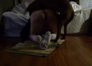 فحل هاوٍ يتعرض لضربة عنيفة من كلب