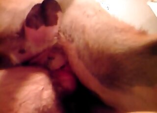 يدخل قضيب الحيوان عميقًا في المؤخرة المشعرة لحيوان شهواني