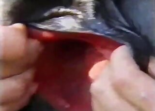 Amateur folks give you insight into gaping horse pussy