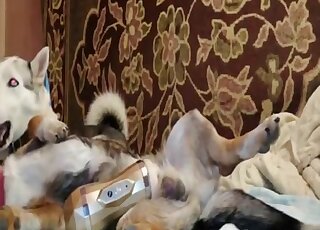 Lazy dog has cock pump applied to his raging boner