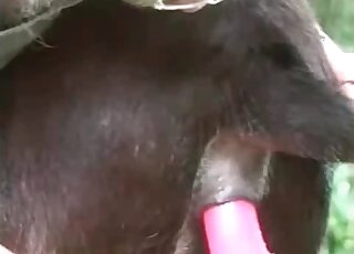 محب للحيوانات يضع قضيبًا مطاطيًا داخل فرج كلب في فيلم إباحي لحديقة الحيوانات