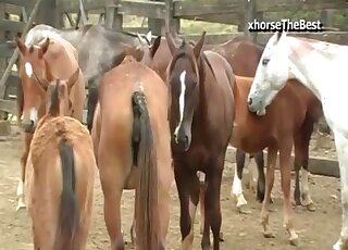 Inviting horse pussy gets rammed by stallion in heat