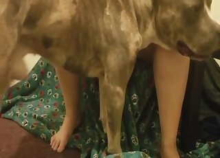 Amateur video of randy hound wanting to bang his mistress