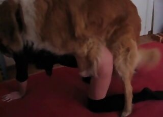 Her puffy pussy looks perfect after getting fucked by a furry beast