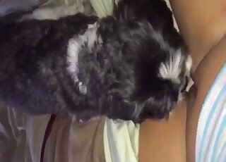 كلب أسود يأكل مهبل هذا المولع بالحيوانات في فيلم إباحي محظور