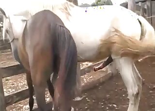 White stallion decides to fuck a brown mare in an outdoor movie