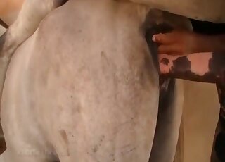 فحل يمارس الجنس مع أنثى بينما يقوم عاشق زوفيليا الشهواني بتصوير المشهد بأكمله