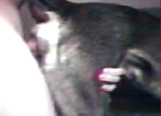 Dirty-minded stud stuffs his cock inside dogs pussy during zoo porn