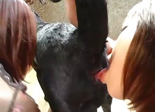 Aroused Asian sluts play with a thick dog dick like real sluts