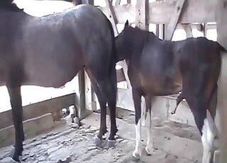 Rough sex between horses while horny zoom lover sits and watches