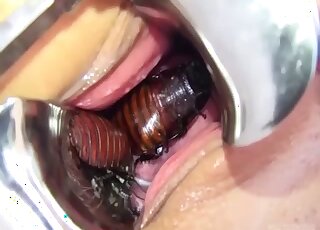 Brutal zoophilia with bugs crawling into her pink pussy