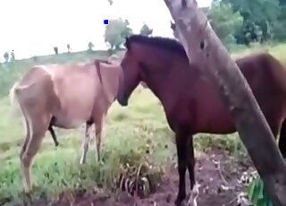 Stallion fucks female horse for the delight of the guy filming