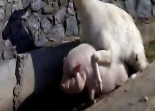 Male Lama fucks tight pig in the ass while the guy filming it