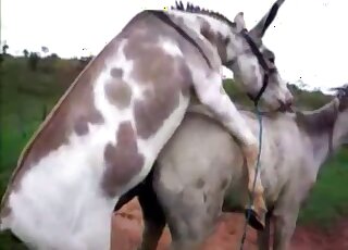 Pair of horses fuck and horny zoophilia lover drools by watching