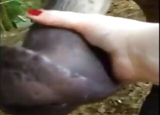 Amateur MILF plays with animal's giant dick for rough perversions